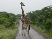 Giraffe in Afrika - Foto von Karin Schiestl