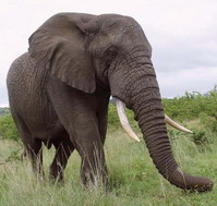Elefant in Afrika - Foto von Karin Schiestl