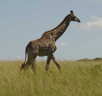 Giraffe in Afrika - Foto von Karin Schiestl