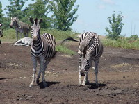 Zebras in Afrika - Foto von Karin Schiestl