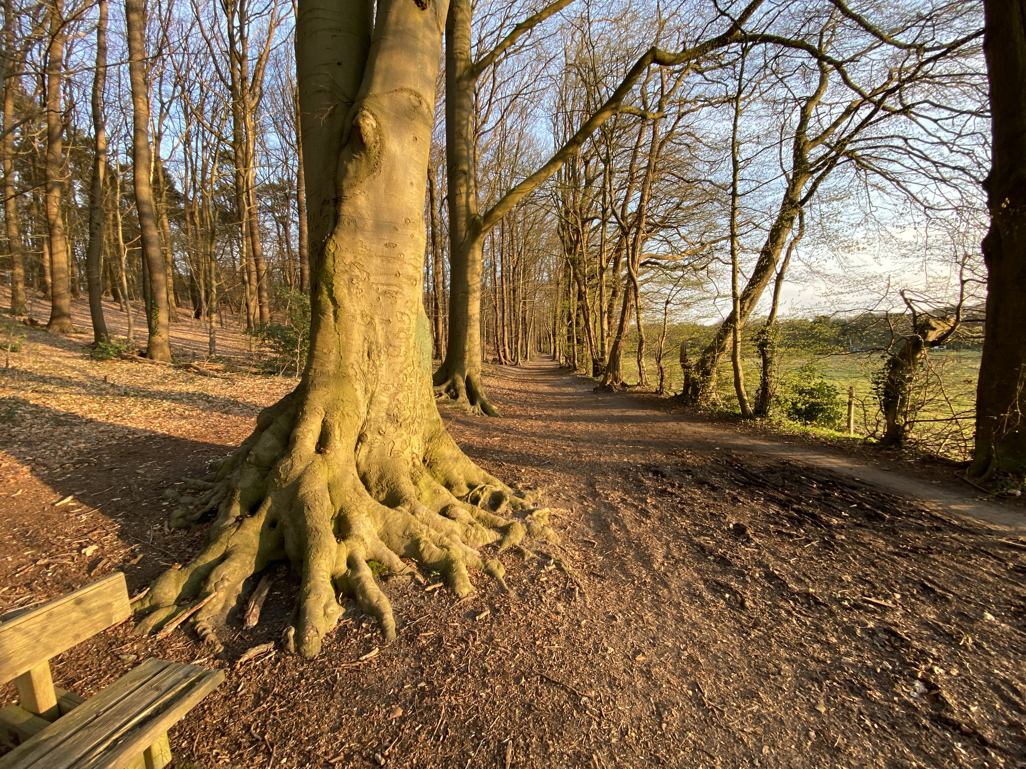 Jahrestag: Tag des Baumes