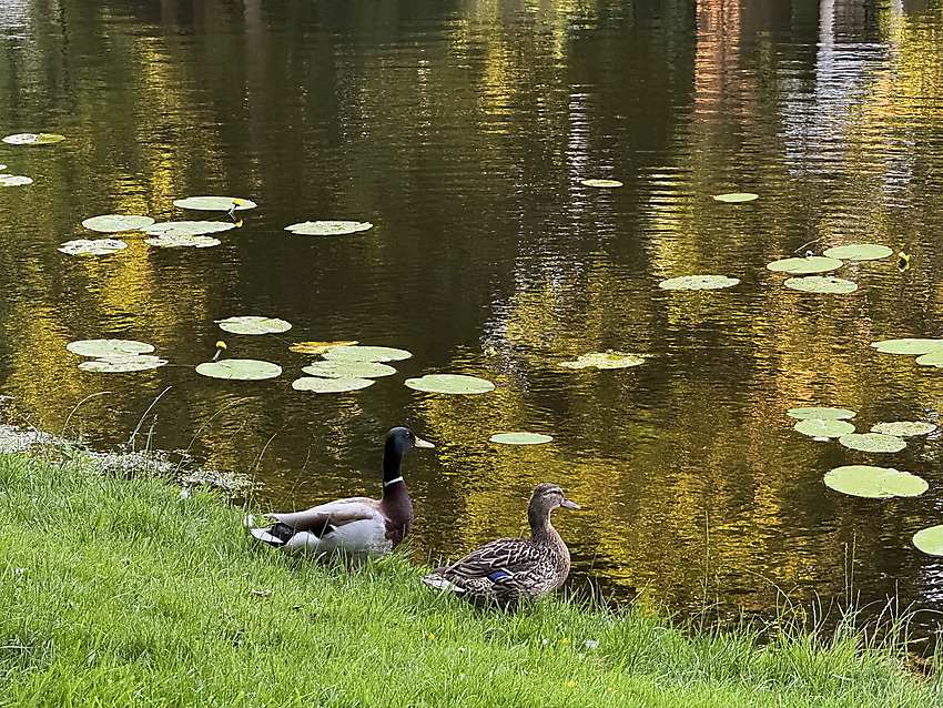 Enten in den Bremer Wallanlagen