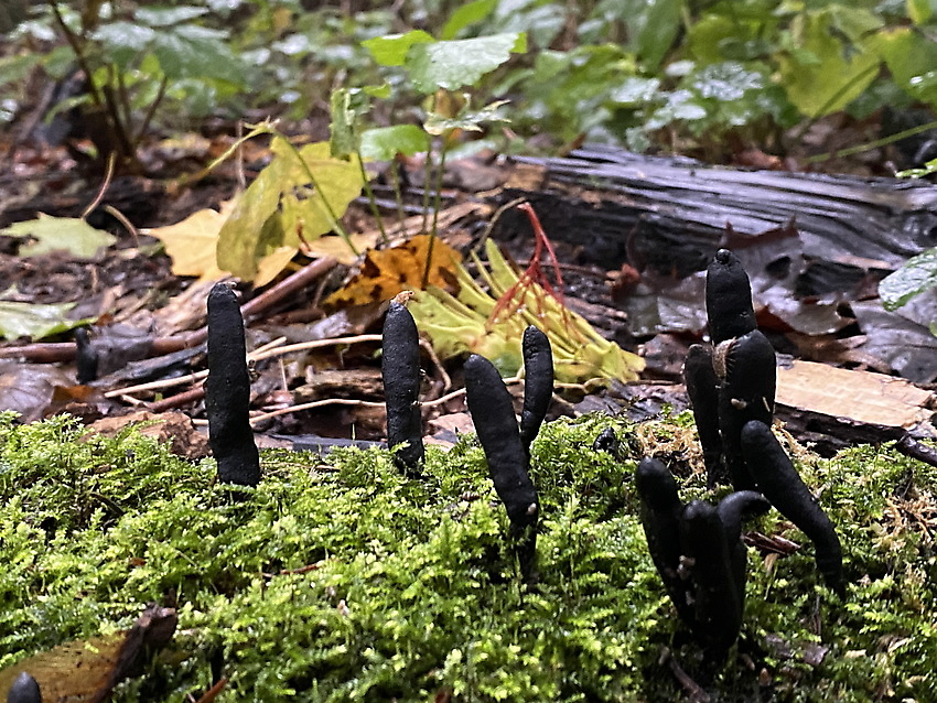 Natur - Wätjens Park