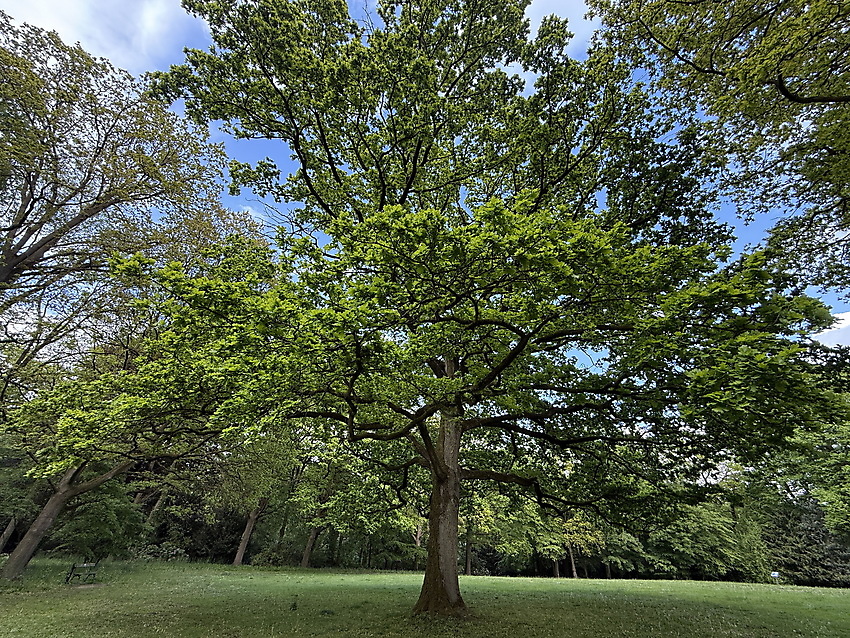 Baum im Knoops Park