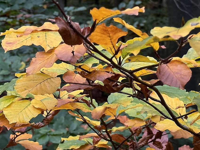 Ausflugstipp: Bad Zwischenahn - Herbstmarkt im Park der Gärten